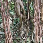 Clusia fluminensis ᱪᱷᱟᱹᱞᱤ