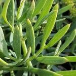 Crithmum maritimum List