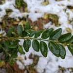 Buxus sempervirens Ліст