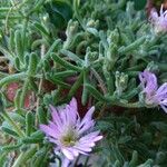 Mesembryanthemum nodiflorumFlower