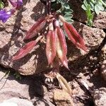 Oxytropis jacquinii Fruto