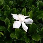 Gardenia taitensis Kwiat