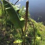 Musa sikkimensis Leht