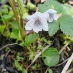 Viola palustrisКвітка