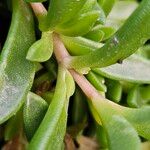 Delosperma sutherlandii Azala