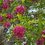 Robinia hispida Flower