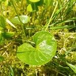 Viola palustris Blad