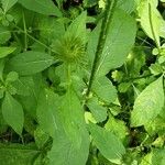 Dipsacus pilosus পাতা