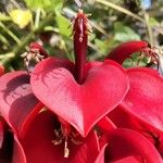 Erythrina crista-galli Flor