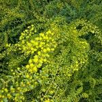 Acacia acinacea Hoja