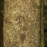 Licania parvifructa Cortiza
