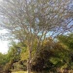 Acacia xanthophloea Облик