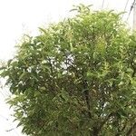 Elaeocarpus rotundifolius Hoja