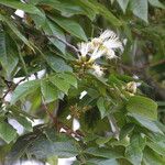 Inga densiflora Λουλούδι