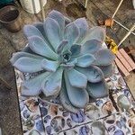 Echeveria laui Hoja