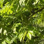 Pterocarya fraxinifolia Leaf