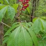 Aesculus pavia Bark