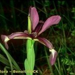 Iris reichenbachiana Květ