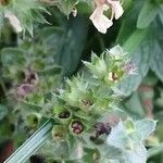 Stachys recta Frucht