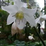 Eucharis amazonica Blüte