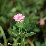 Trifolium resupinatum Other