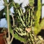 Euphorbia somalensis