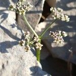 Heracleum pumilum Flower