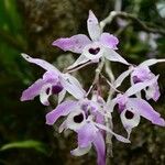 Dendrobium lituiflorum Blomst