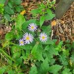 Aster ageratoides फूल