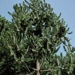 Araucaria hunsteinii Hábitos