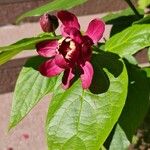 Calycanthus floridusFiore