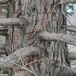 Sequoiadendron giganteum Coajă