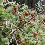 Ribes roezlii Fruit