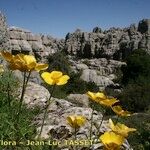 Ranunculus spicatus Celota