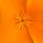 Eschscholzia caespitosa 花