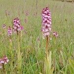 Orchis purpurea Hábitos