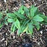Illicium floridanum Leaf