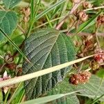 Rubus nigricans Leaf