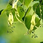 Tilia platyphyllos برگ