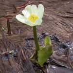 Caltha leptosepala عادت