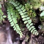 Asplenium trichomanes Φύλλο