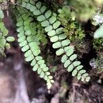 Asplenium trichomanes ഇല