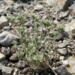 Minuartia glomerata Hoja