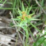 Euphorbia sulcata ফুল