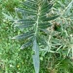 Cirsium eriophorum Листок