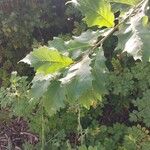 Quercus macrocarpa Blatt