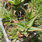 Aloe secundiflora Кветка