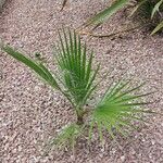 Washingtonia filifera 形態