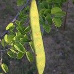 Bauhinia galpinii Plod