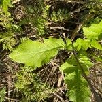 Crepis pulchra Feuille